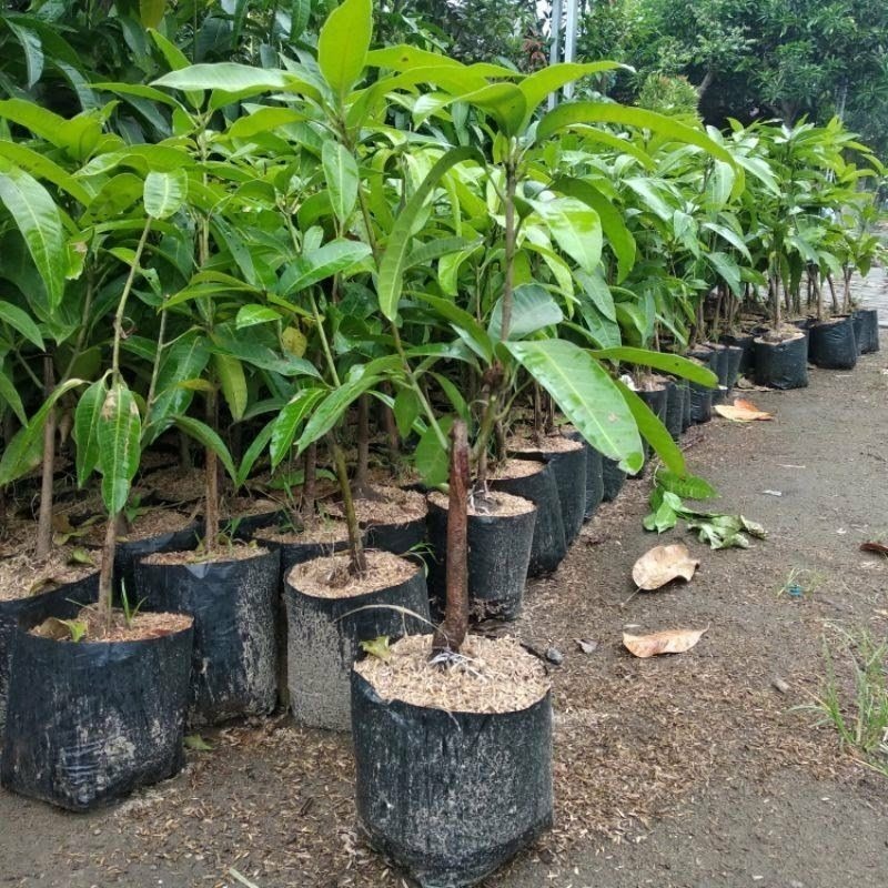 Bibit Mangga Kombinasi 2 Varietas Dalam 1 Pohon Mangga Okulasi Cepat Berbuah