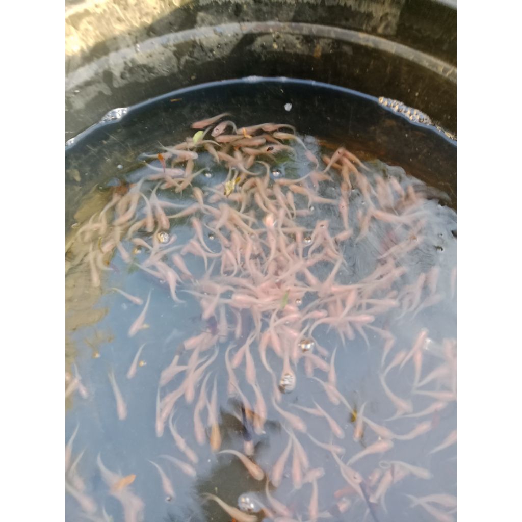 bibit ikan patin albino uk 6-7 10ekor