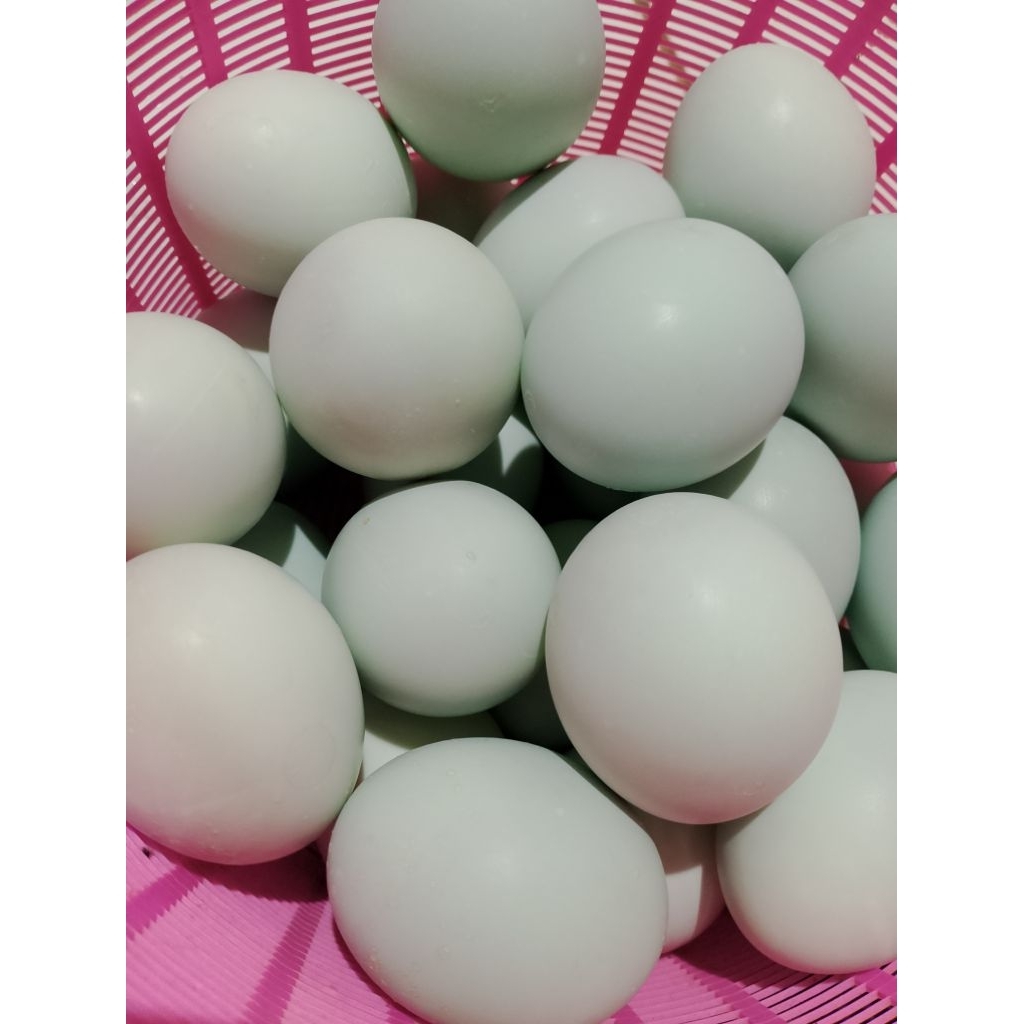 telor fertil bebek alabio