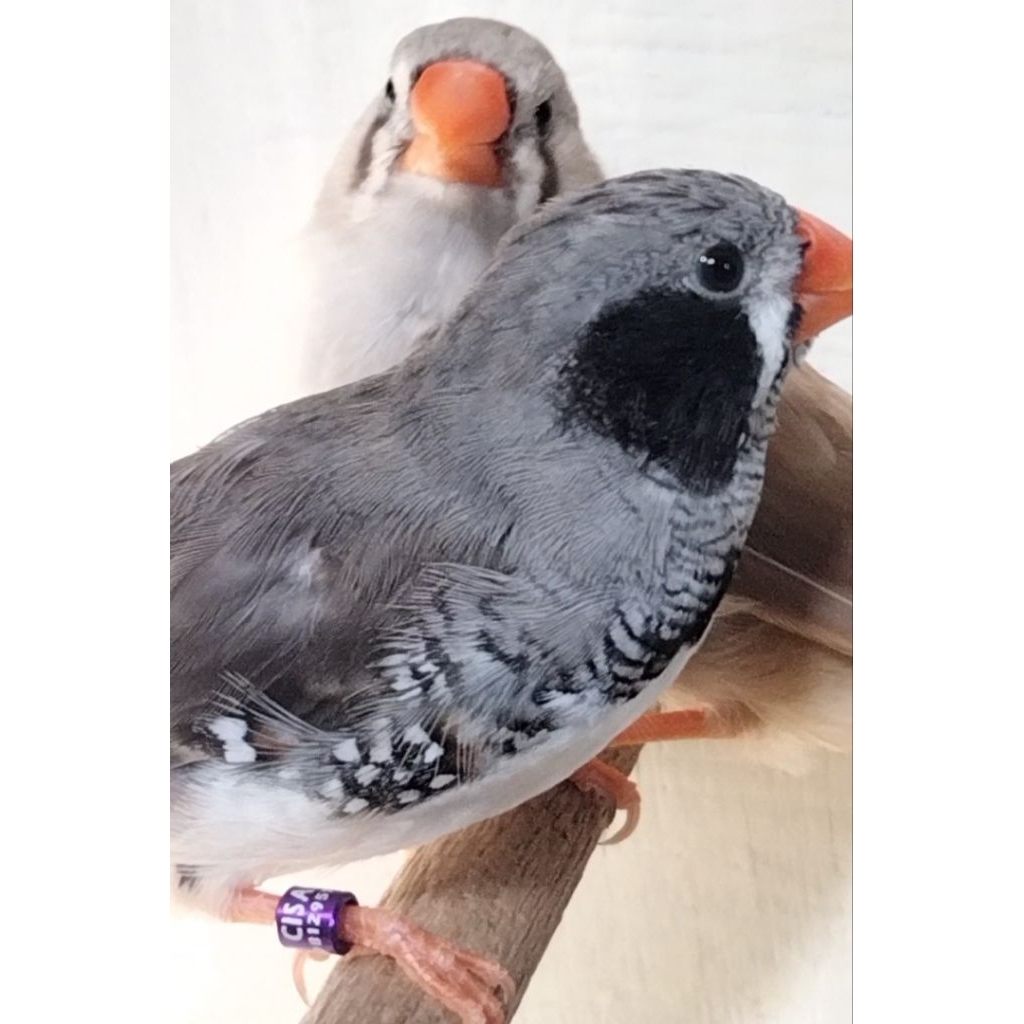 Zebra Finch Sepasang BC dan Fawn
