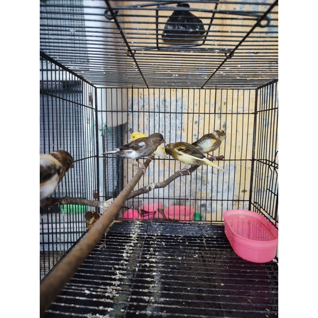 kenari betina remajaan