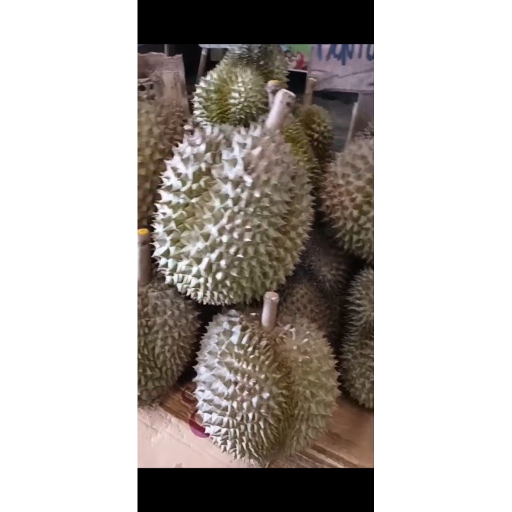 Duren Montong bali