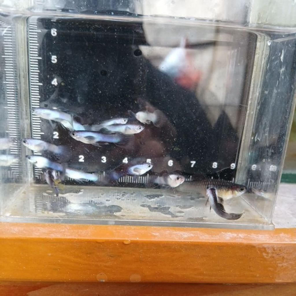 COD Hiasan Aquariun Guppy Mini Panda Sepasang