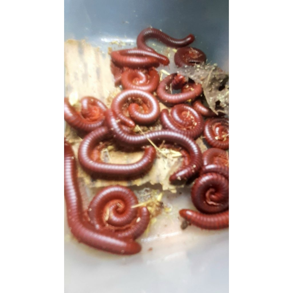 kaki seribu hidup (small size/÷5cm)