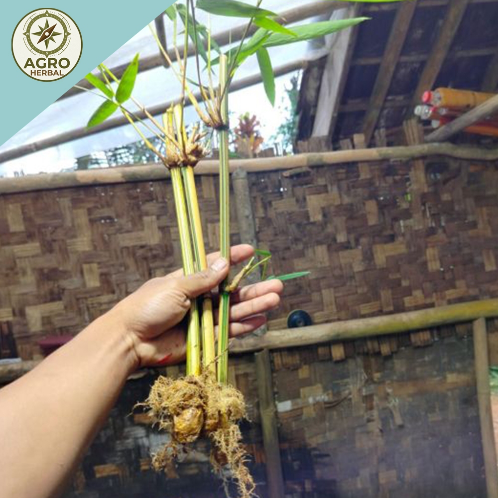 Bibit bambu kuning tanaman hias/bibit bambu kuning tanaman hias mini