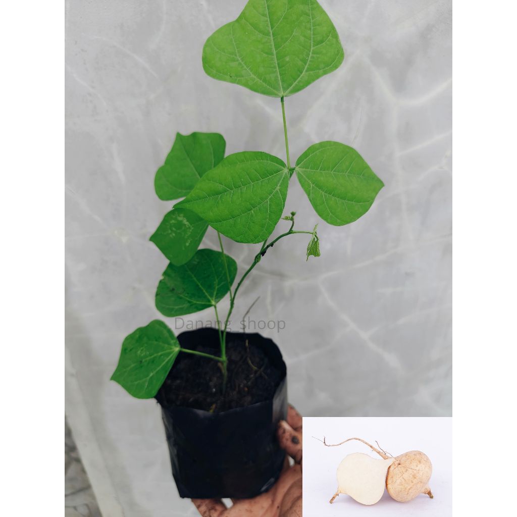 bibit bengkoang madu / bengkoang superr / bibit unggulan pak tani