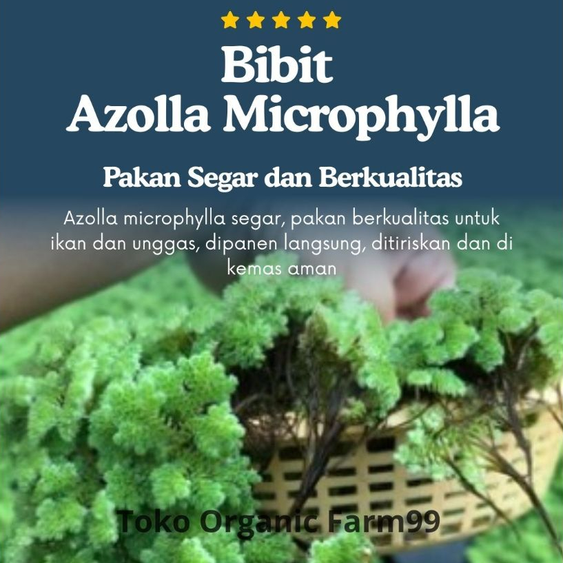 Bibit Rumput Azolla Microphylla Super Unggul Pakan Alternatif Utama Ternak Ikan  Kemasan 1 Kilo