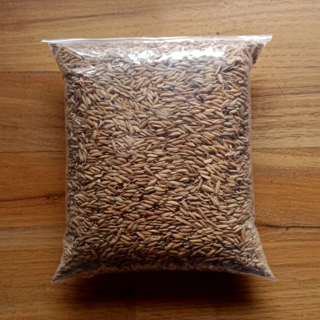 gabah pakan ayam aduan