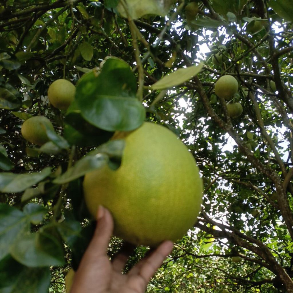 jeruk pamelo madu manis tua