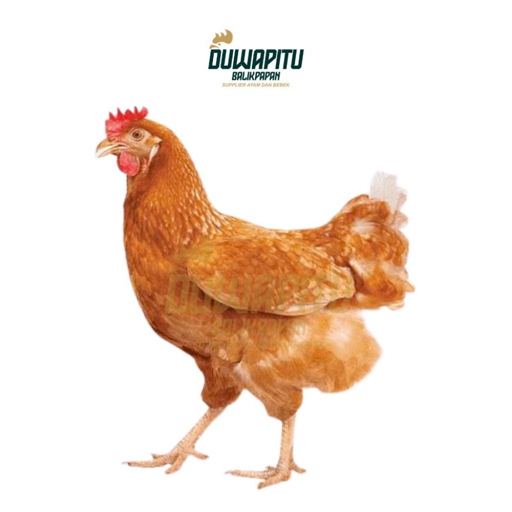 Ayam Merah Petelur Segar - Duwapitu Balikpapan