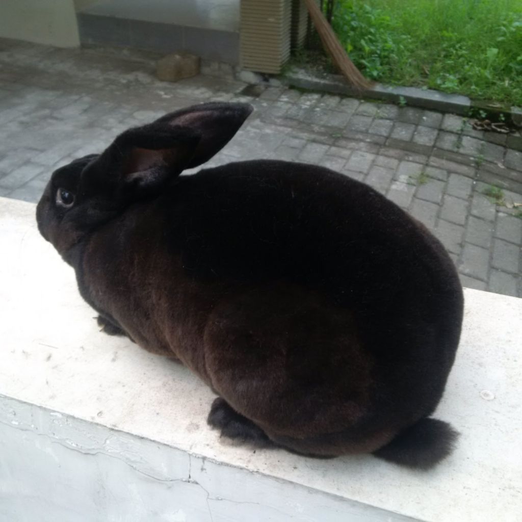 Kelinci Rex Black Solid Jantan 5bln