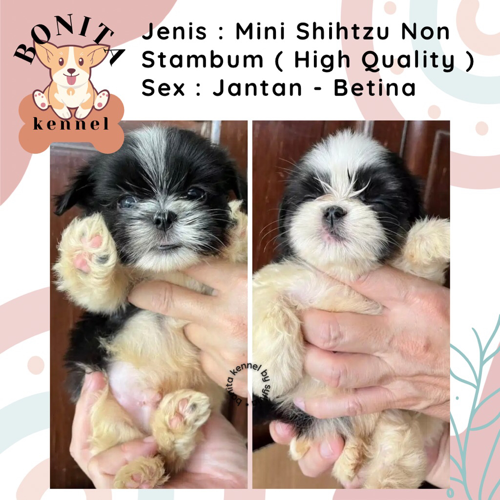 Mini Shihtzu Non Stambum Anjing Shitzu Jantan Betina