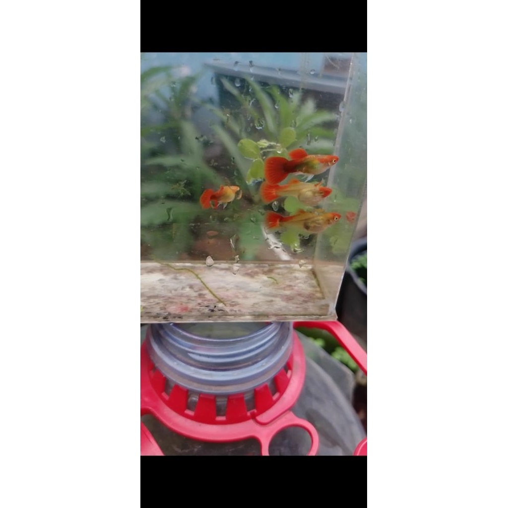 pembersih lantai blonde tuxedo koi sb