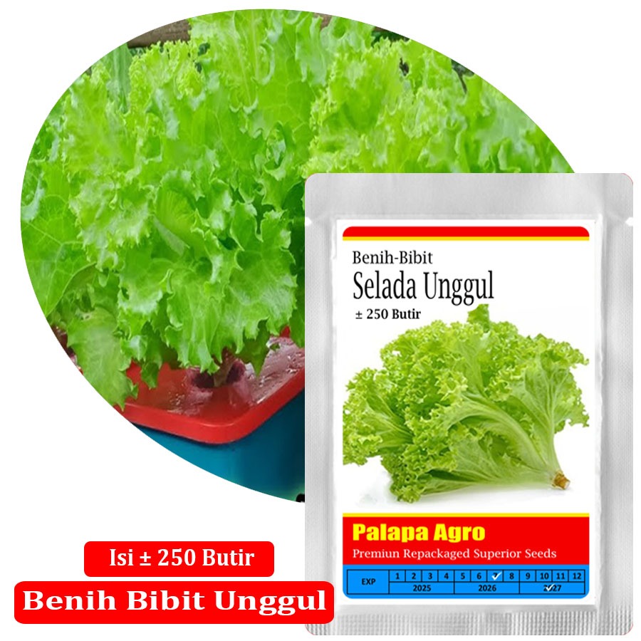 Bibit Selada Hijau Unggul - Benih Selada Hijau Lalap