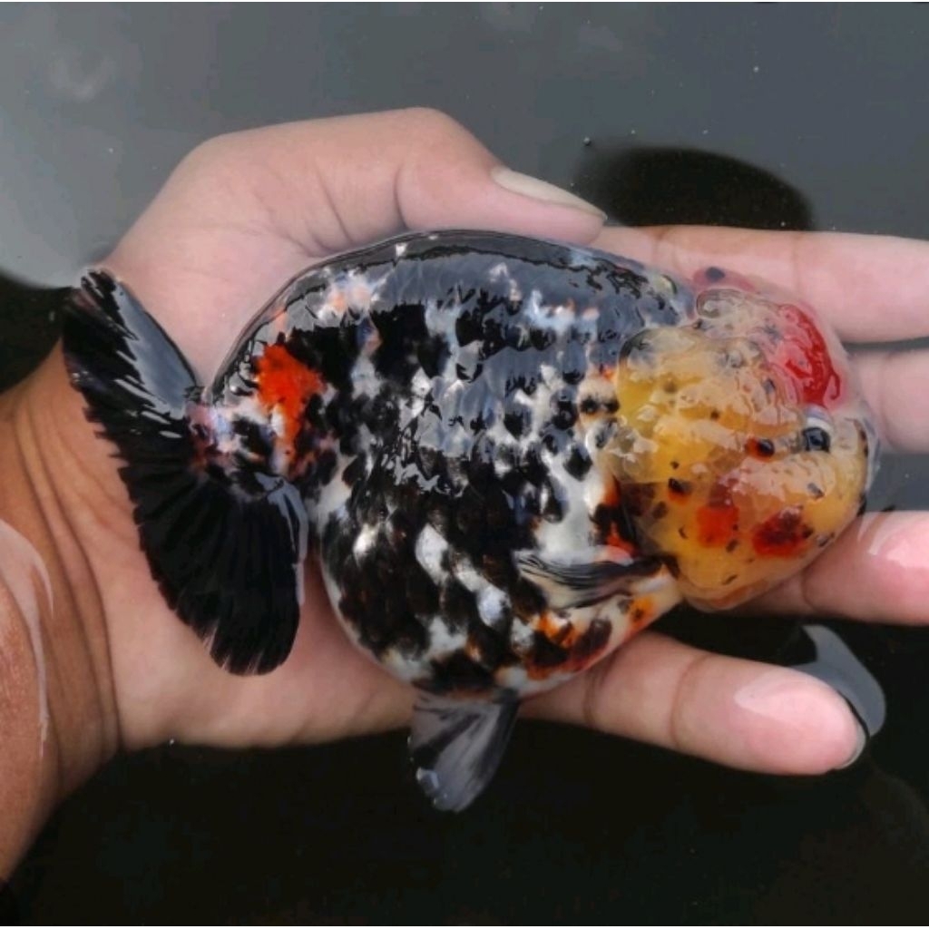 paket maskoki ranchu jumbo 10-12 cm