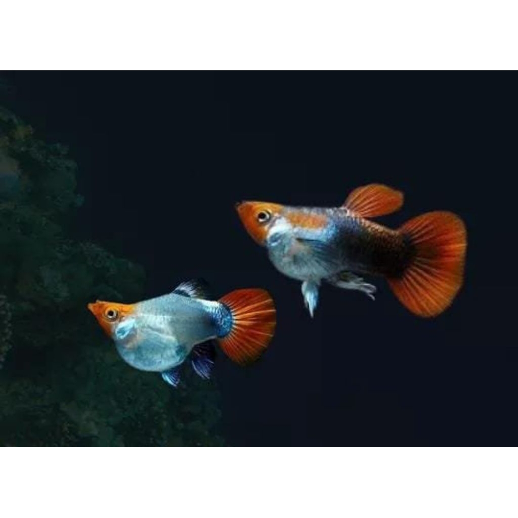 HIASAN AQUARIUM GUPPY TUXEDO KOI SHORT BODY