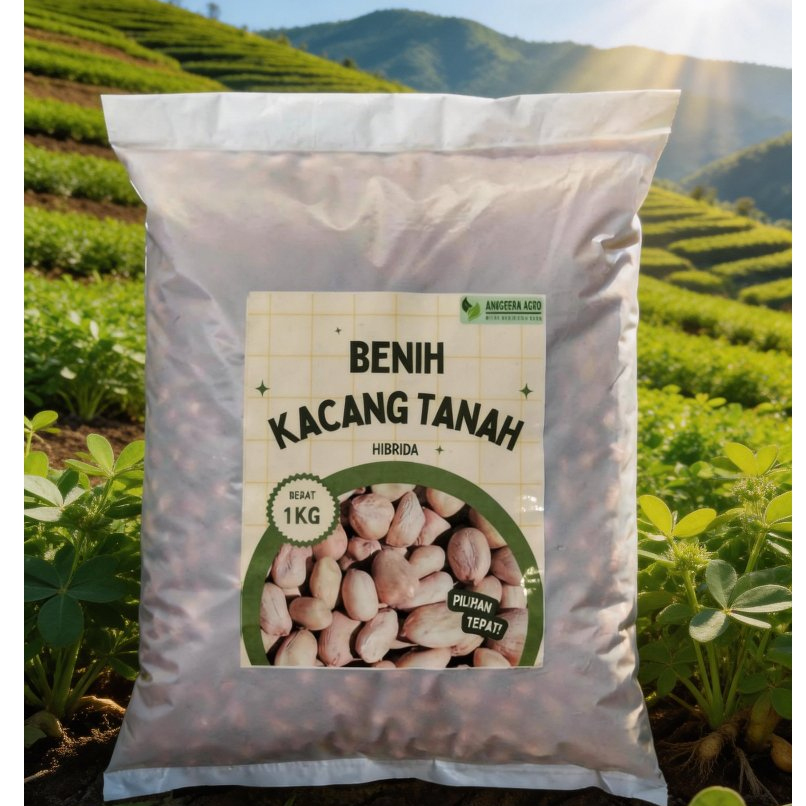 Benih Kacang Tanah 1 Kg Hibrida Gajah Jumbo Kualitas Unggul