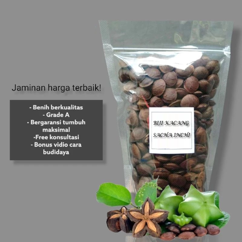 Benih Kacang Sacha Inchi Grade A 1000 Gram Berkualitas Tinggi Kaya Asam Lemak Omega 3 6 9 Cocok Untu