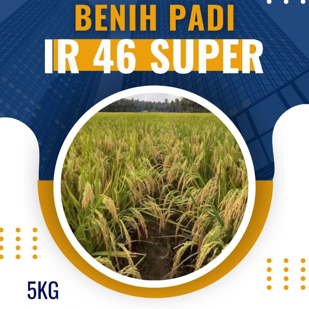 BENIH PADI IR 46 SUPER KUALITAS UNGGUL KEMASAN 5KG