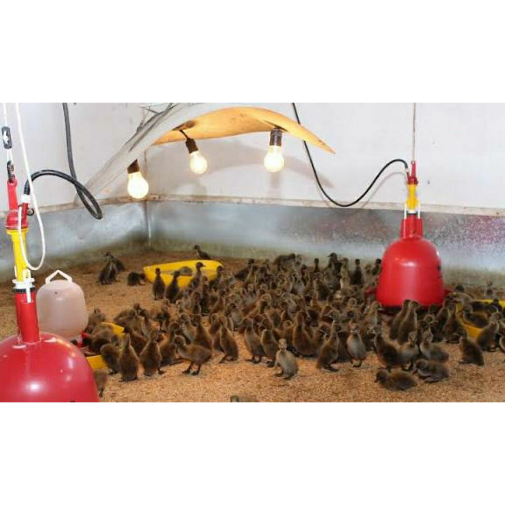 DOD Mojosari / DOD Peking / DOD Hibrida