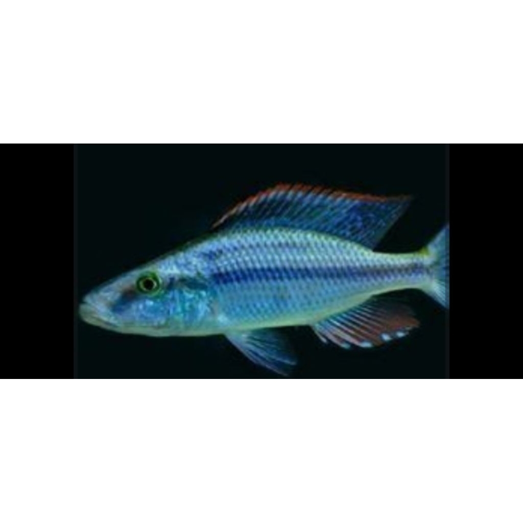 jendral chiclid / dimidiochromis chopressiceps/ Afrika chiclid