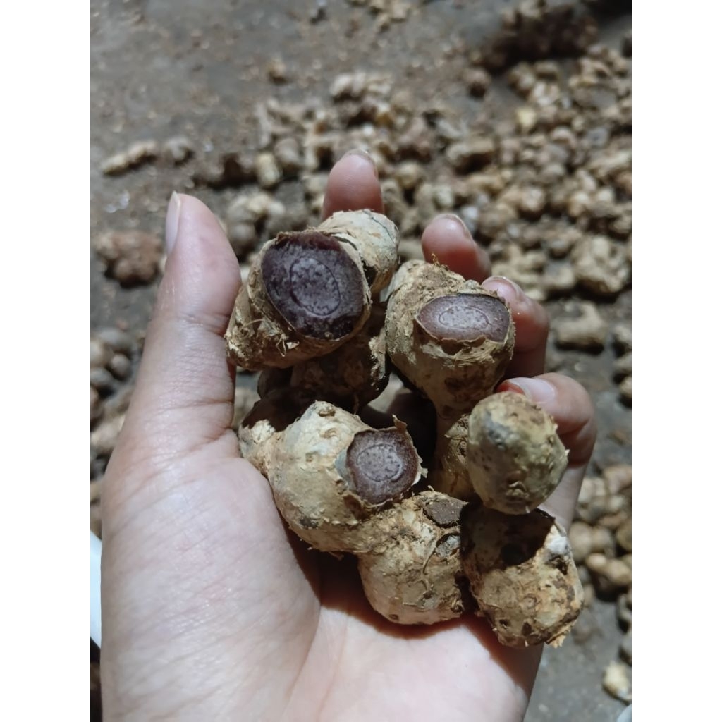 kunyit hitam grade B 5kg
