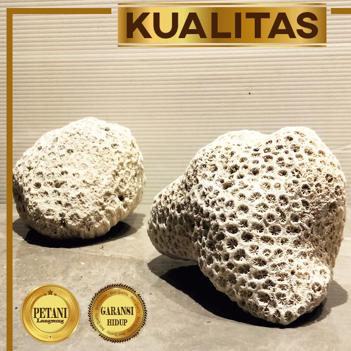 Karang Meteor Jumbo XL Batu Aquascape Hiasan Aquarium Ikan Hias Tawar dan Laut