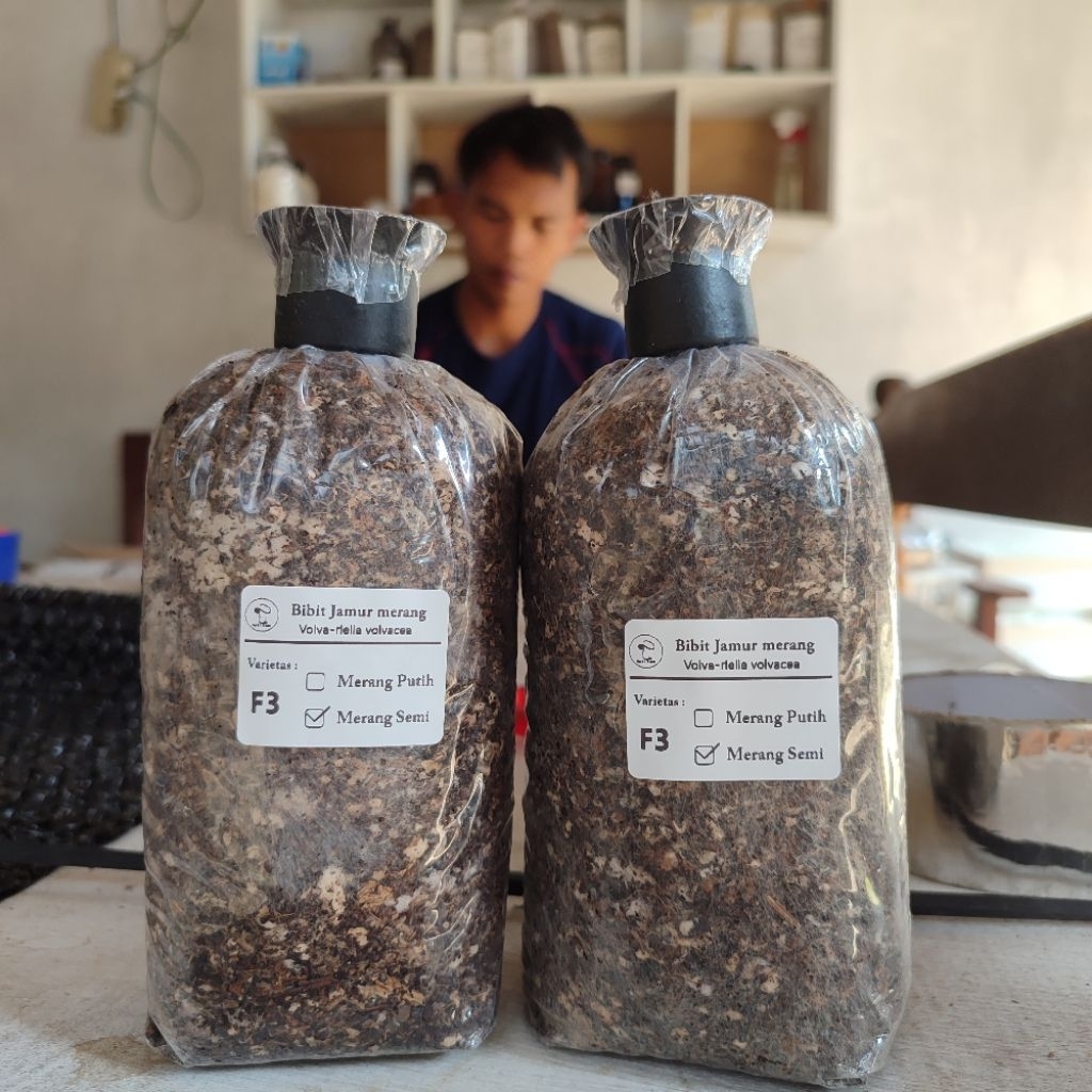 Bibit jamur merang (vollva mushroom) size medium