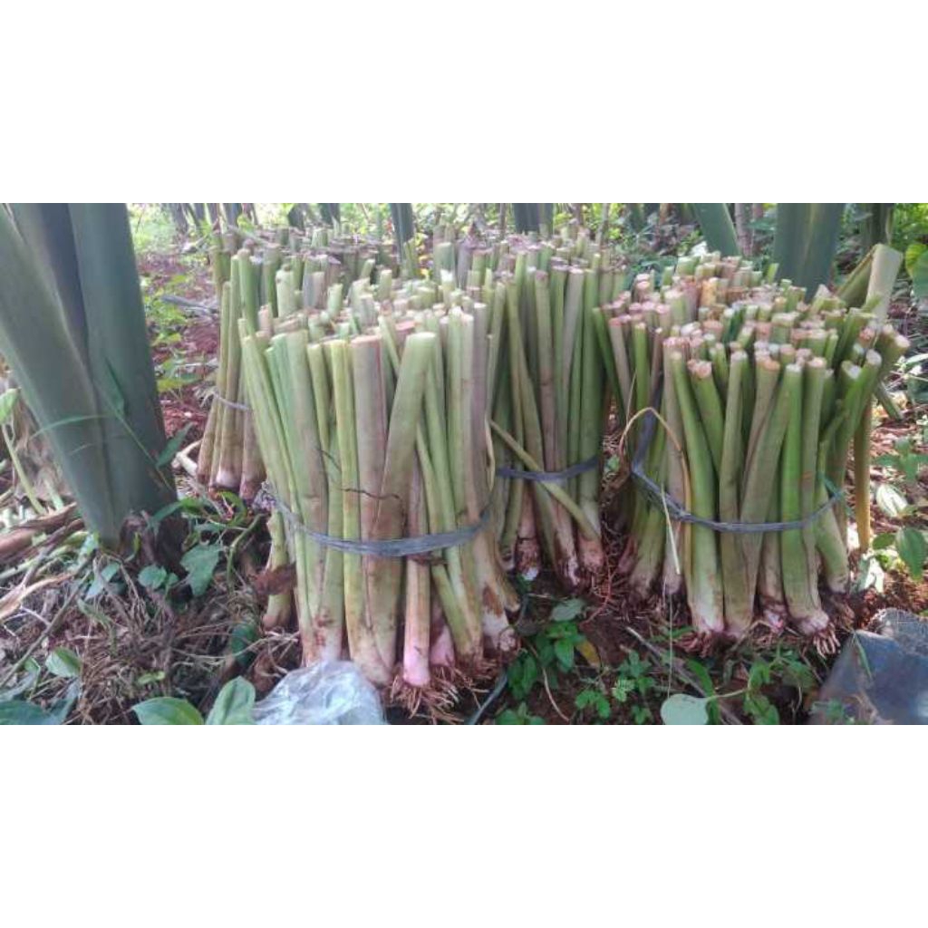 bibit talas pratama 3/talas hijau bogor, 1 paket  isi 15batang,