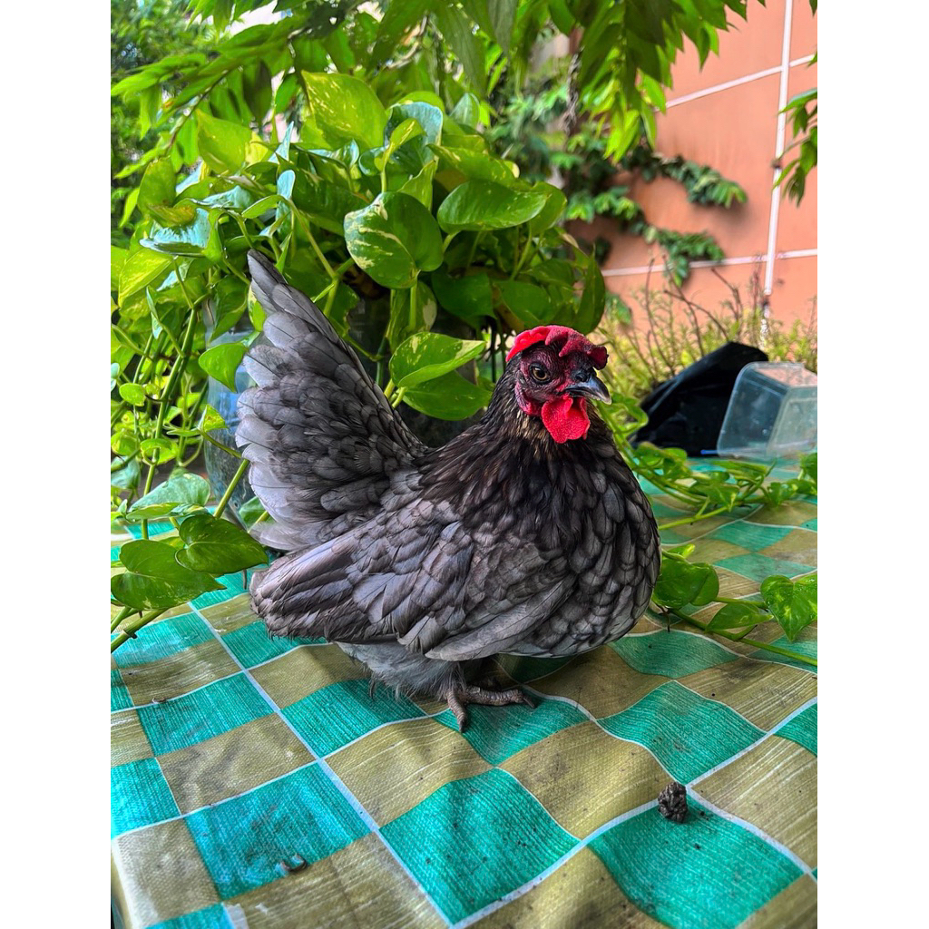 Ayam Kate Betina Ceper