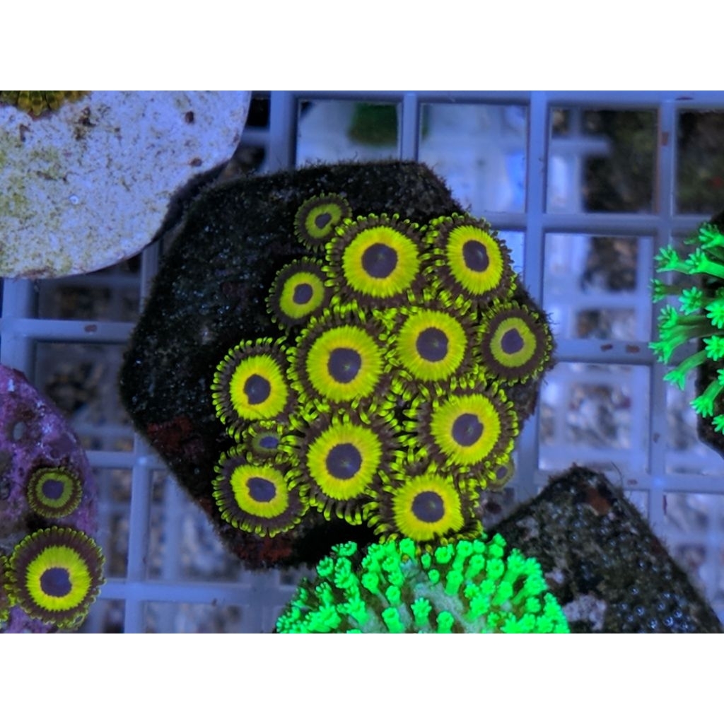 Coral Zoa La Lakers