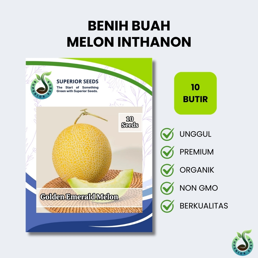 Biji Benih Buah Melon Inthanon | Golden Emerald (Superior Seeds)