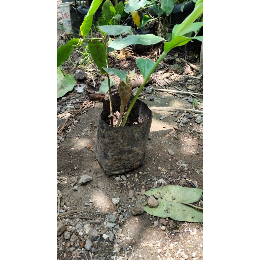 Tanaman Dlingo / Lempuyang / Bengle