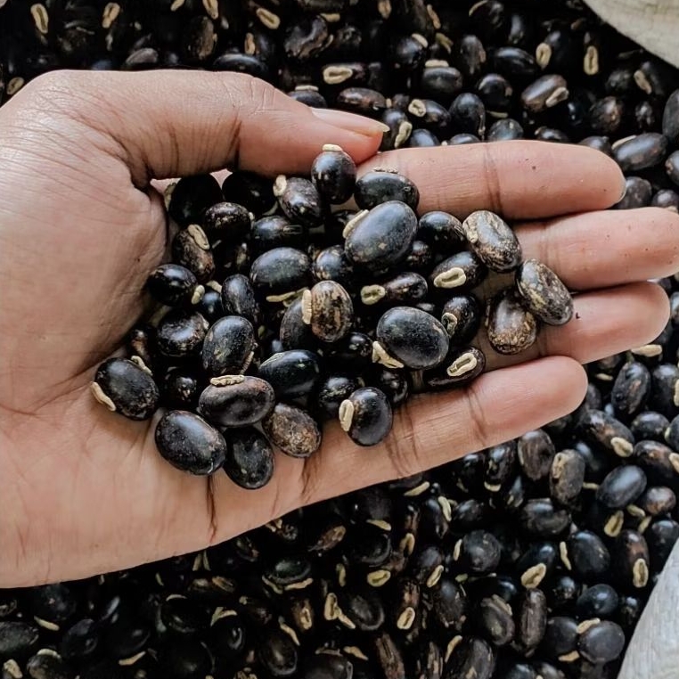 Biji Benih Benguk Hitam (Koro Benguk Hitam) 1kg – Siap Tanam & Bahan Olahan Tradisional