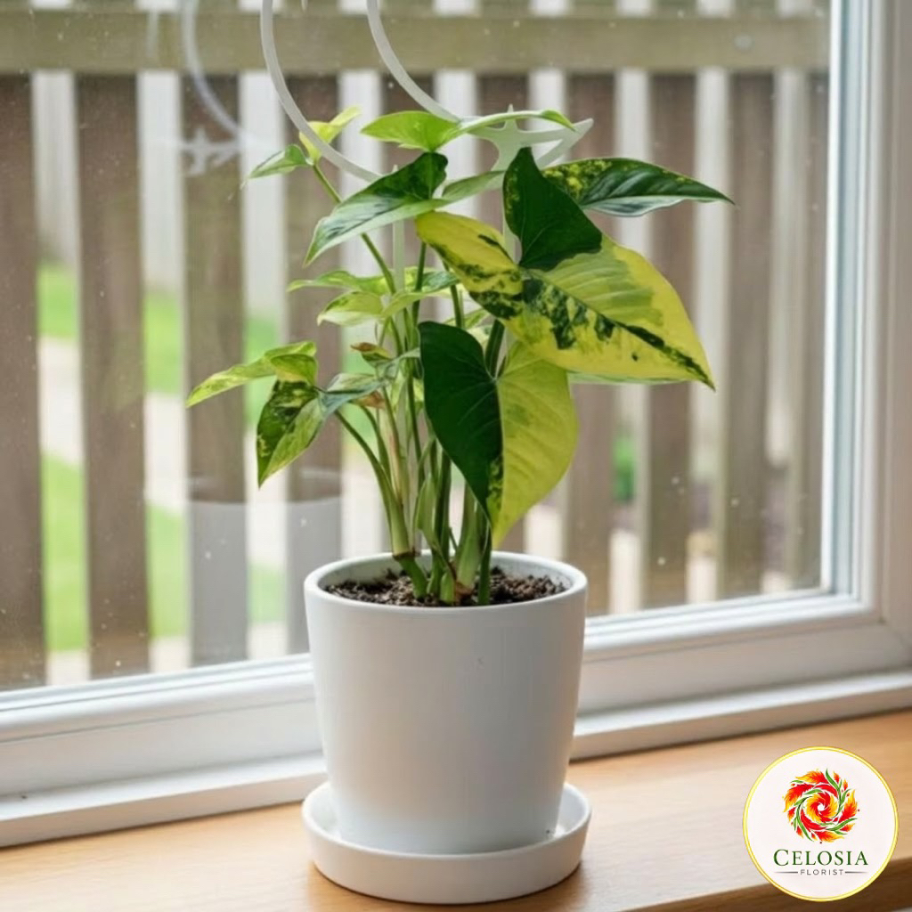 Tanaman Indoor syngonium varigata kuning - syngonium yellow varigata - tanaman cantik