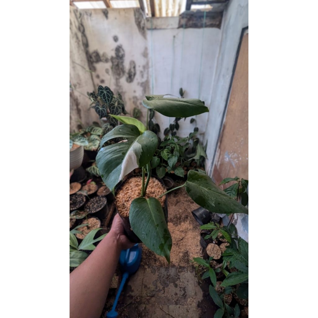 Monstera deliciosa variegata