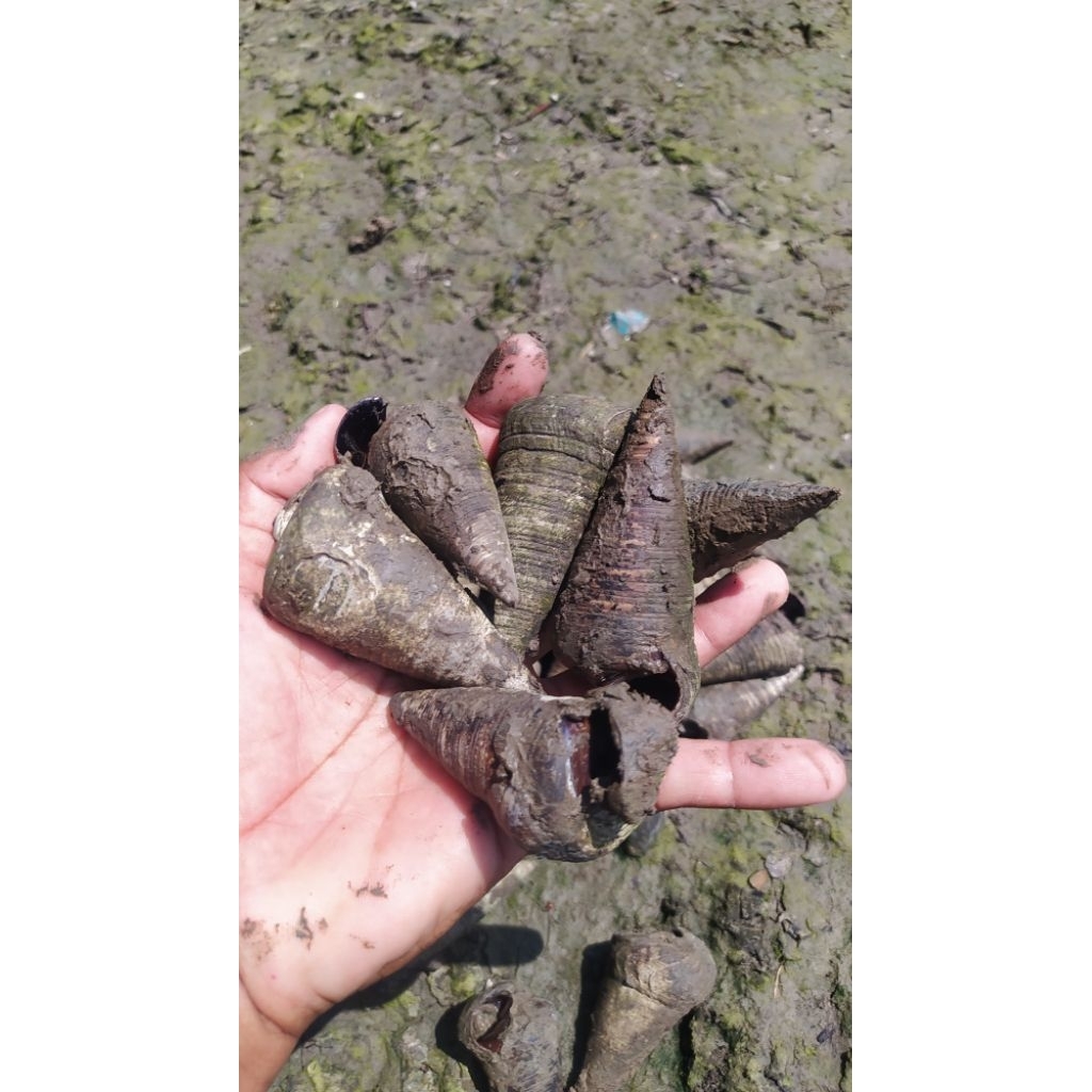 Siput bakau katanglo nenek besar keong kelorak telescopium berongan dondong segar isi 1,5 kg