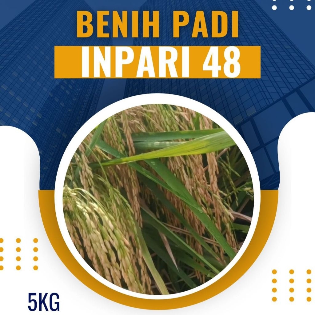 BENIH PADI INPARI 48 BLASS KUALITAS UNGGUL KEMASAN 5KG