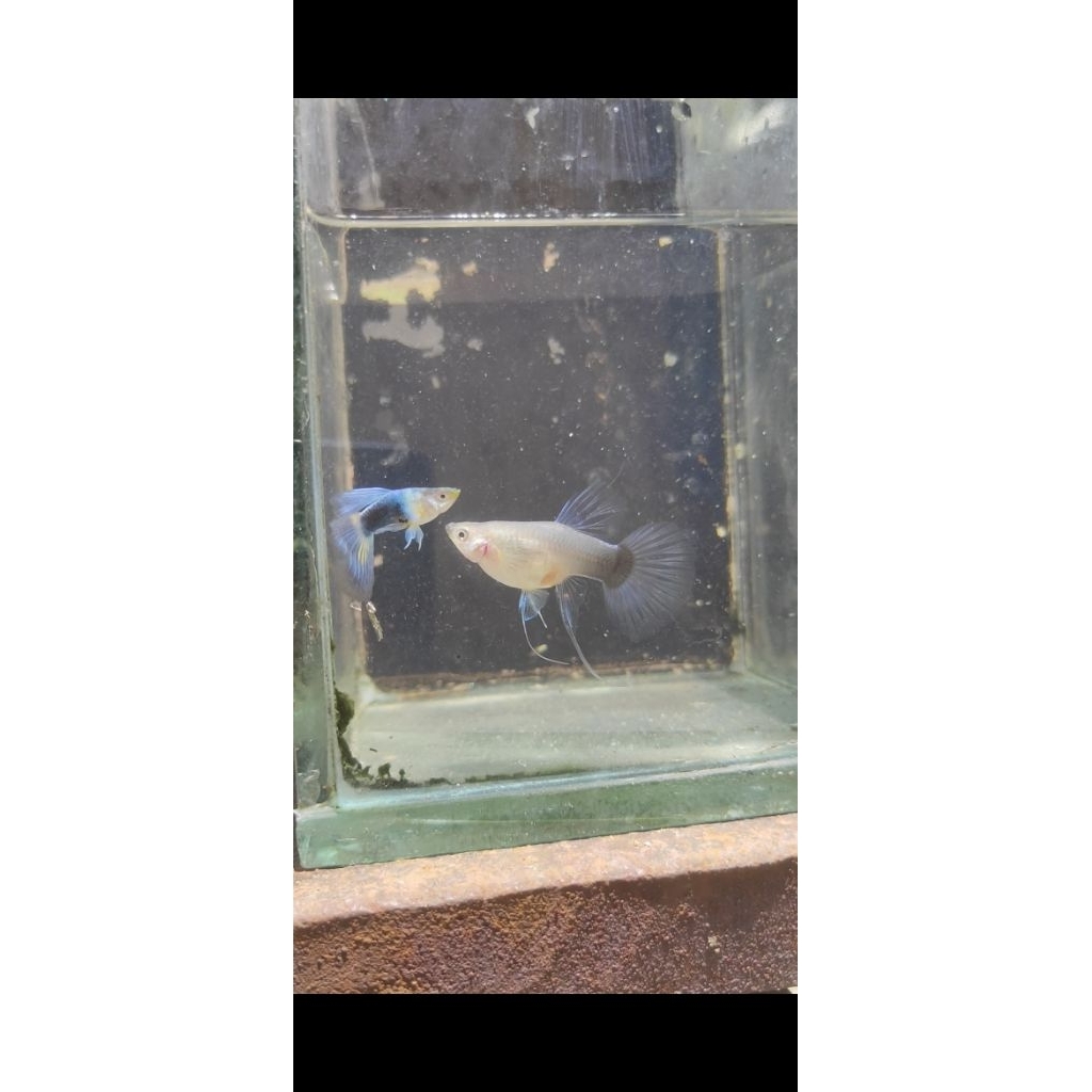 hiasan akuarium guppy hb blue sb ribbon