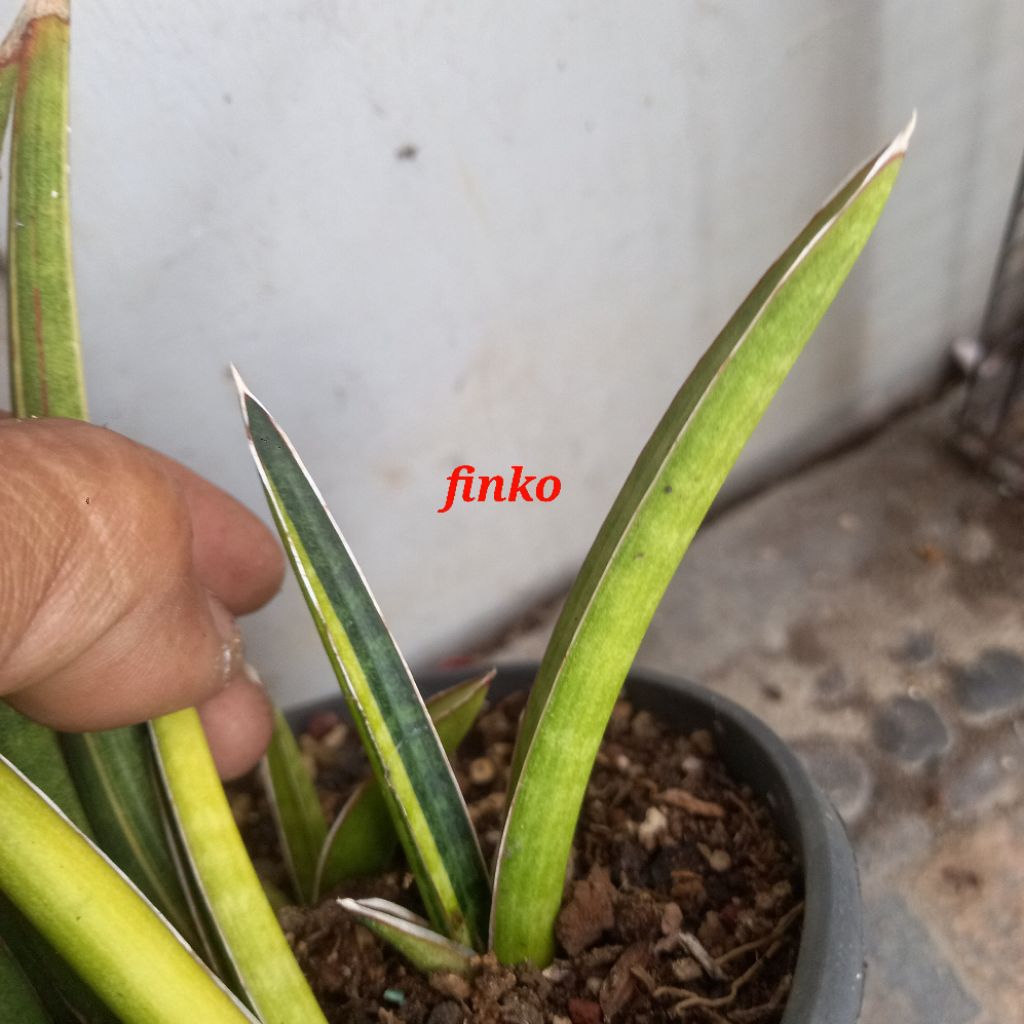 sansevieria volkensii variegata, nice variegata