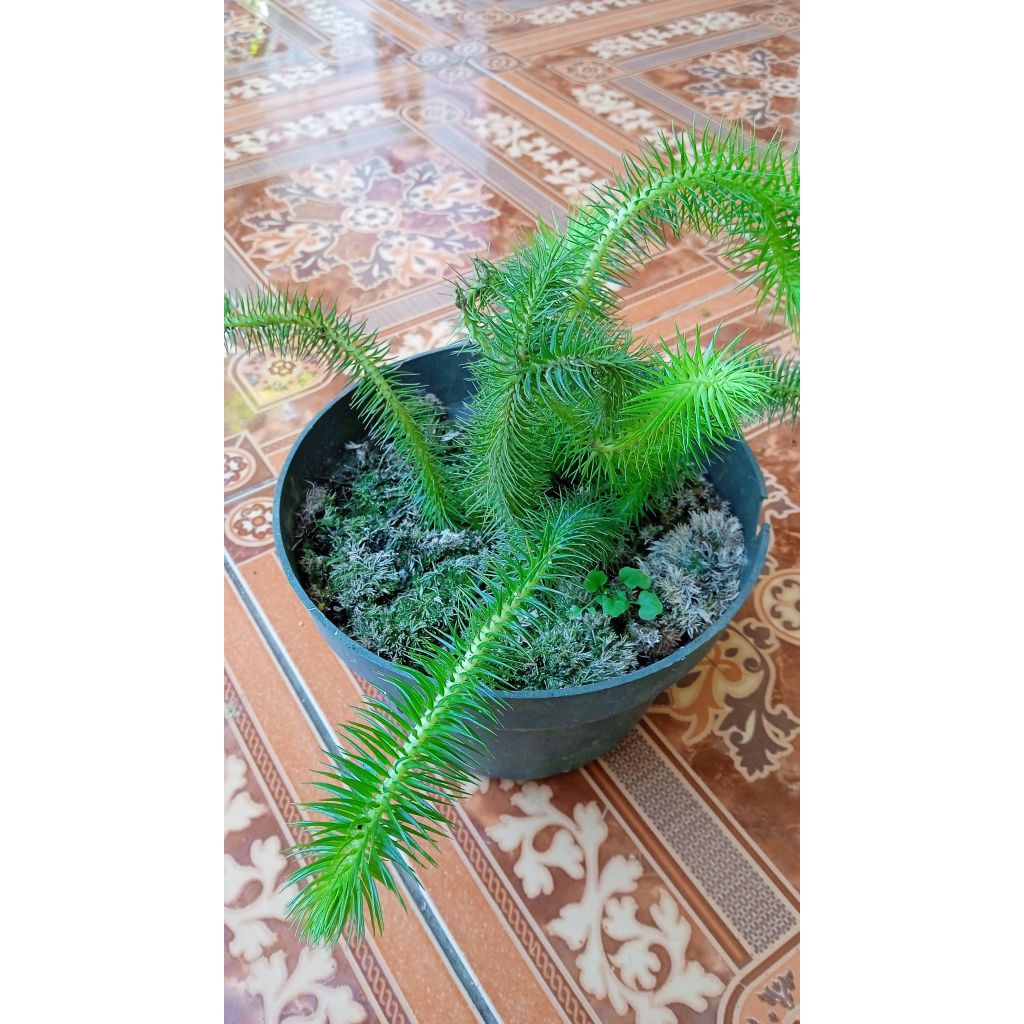 tanaman hias ekor monyet siap tanam