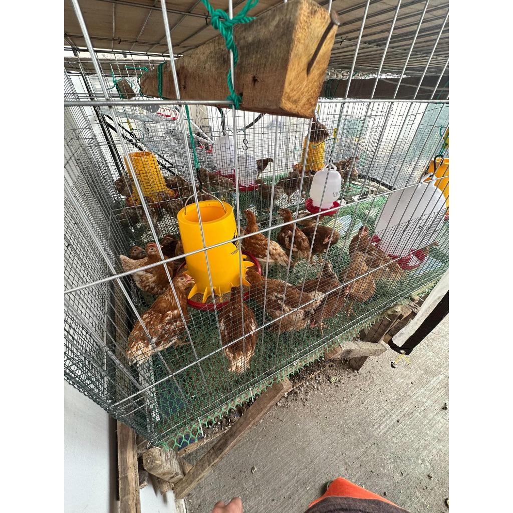 Ayam Pullet petelur merah CP 909 usia 13 minggu vaksin