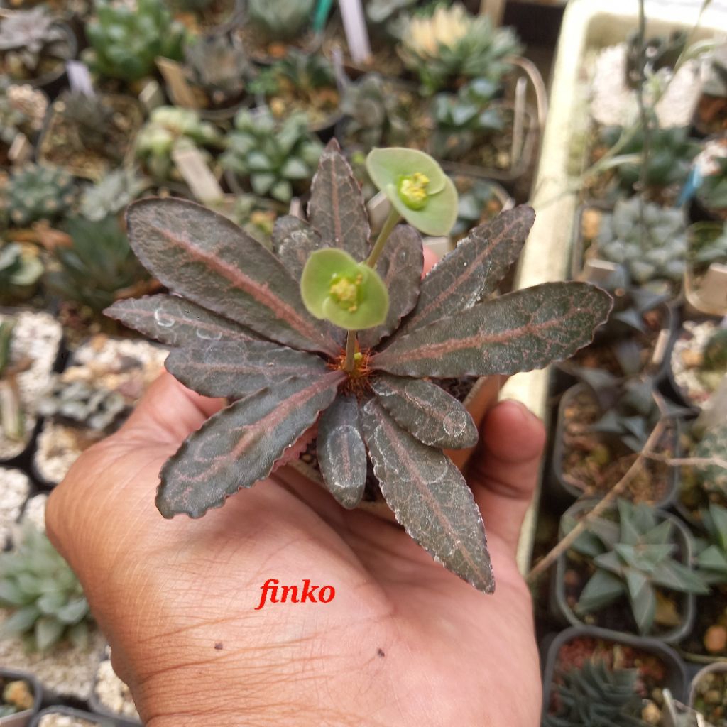 euphorbia francoisii crassicaulis (43)