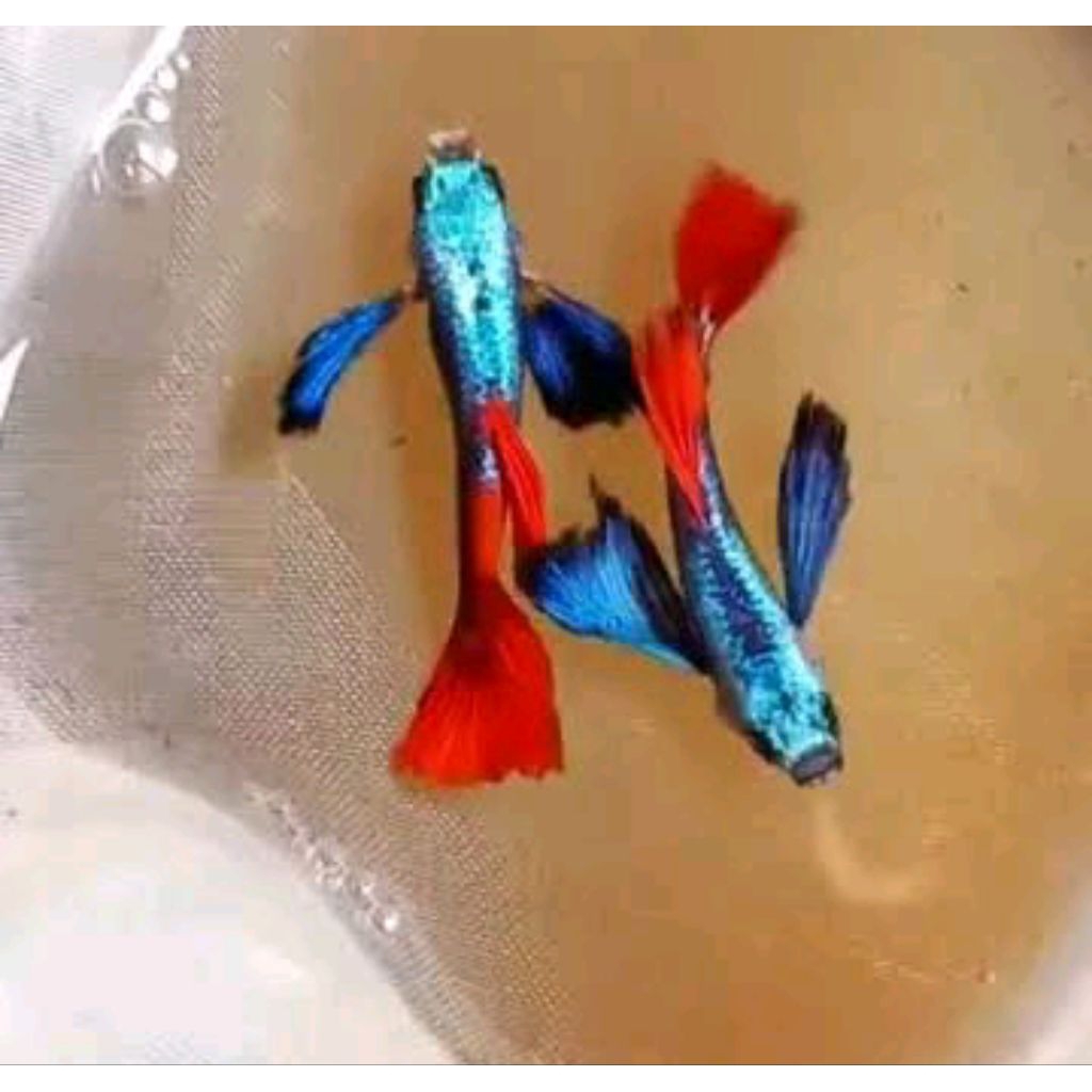 ikan guppy prtde 1 jantan 2 betina bahan halfmoon