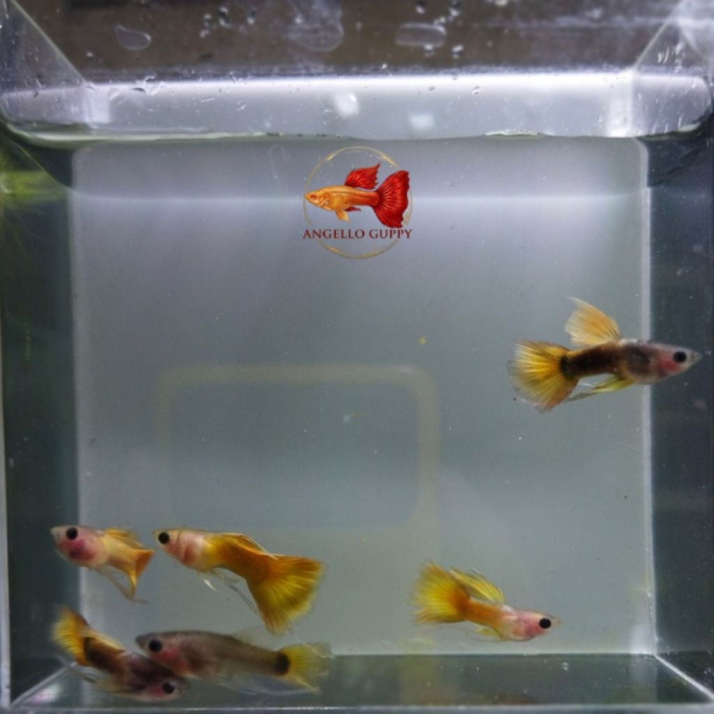 GUPPY YELLOW SB SHORT BODY RIBBON INDUKAN DEWASA SEPASANG SIAP KAWIN