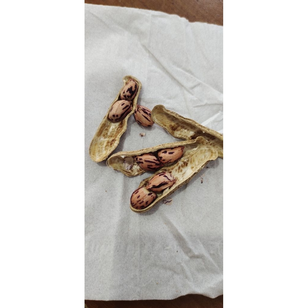 KACANG BATIK SANGRAI KAWANGKOAN