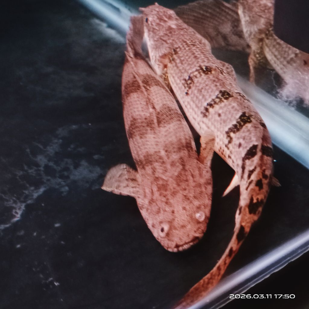 PALMAS ENDLICERI 20 CM, NAGA AIR TAWAR, HIASAN AQUARIUM PREDATOR FREE IKAN MAS KECIL