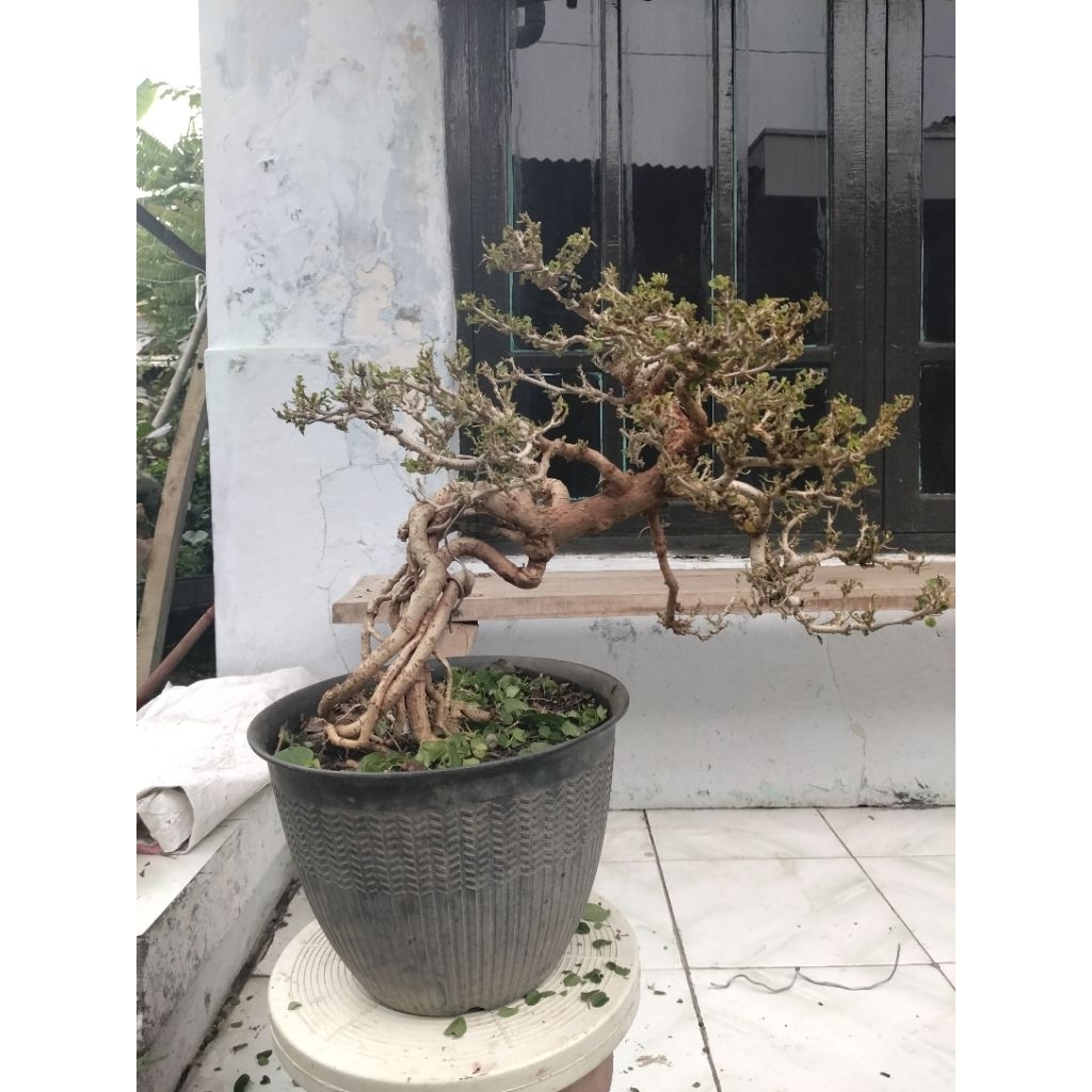 Bonsai Waru vietnam micro Expose root