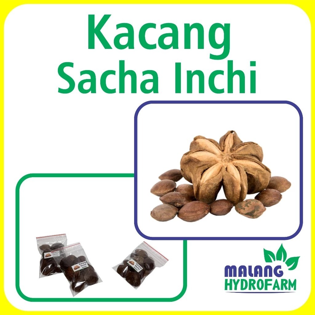 Benih Kacang Sacha Inchi Unggulan Berkualitas biji bibit repack kacang inka hydroponik hidroponik sa