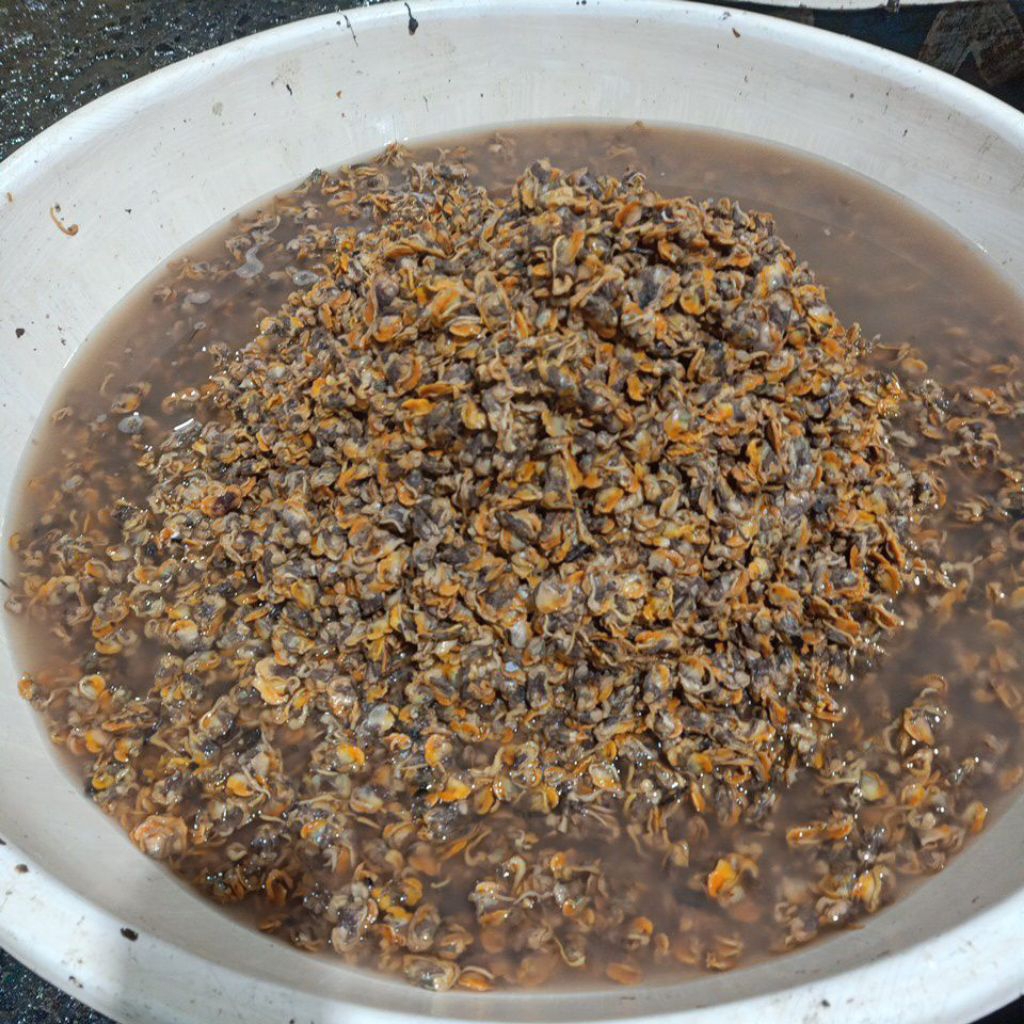 kerang daging/kerang dara daging/kerang dara Fress/kerang daging segar